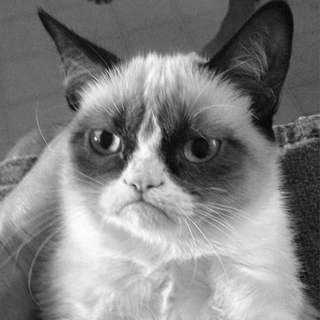 Our Grumpy Cat